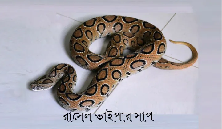 রাসেল ভাইপার সাপ