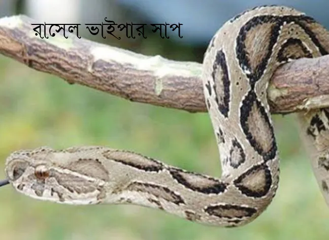 রাসেল ভাইপার সাপ