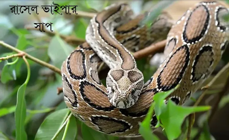 রাসেল ভাইপার সাপ